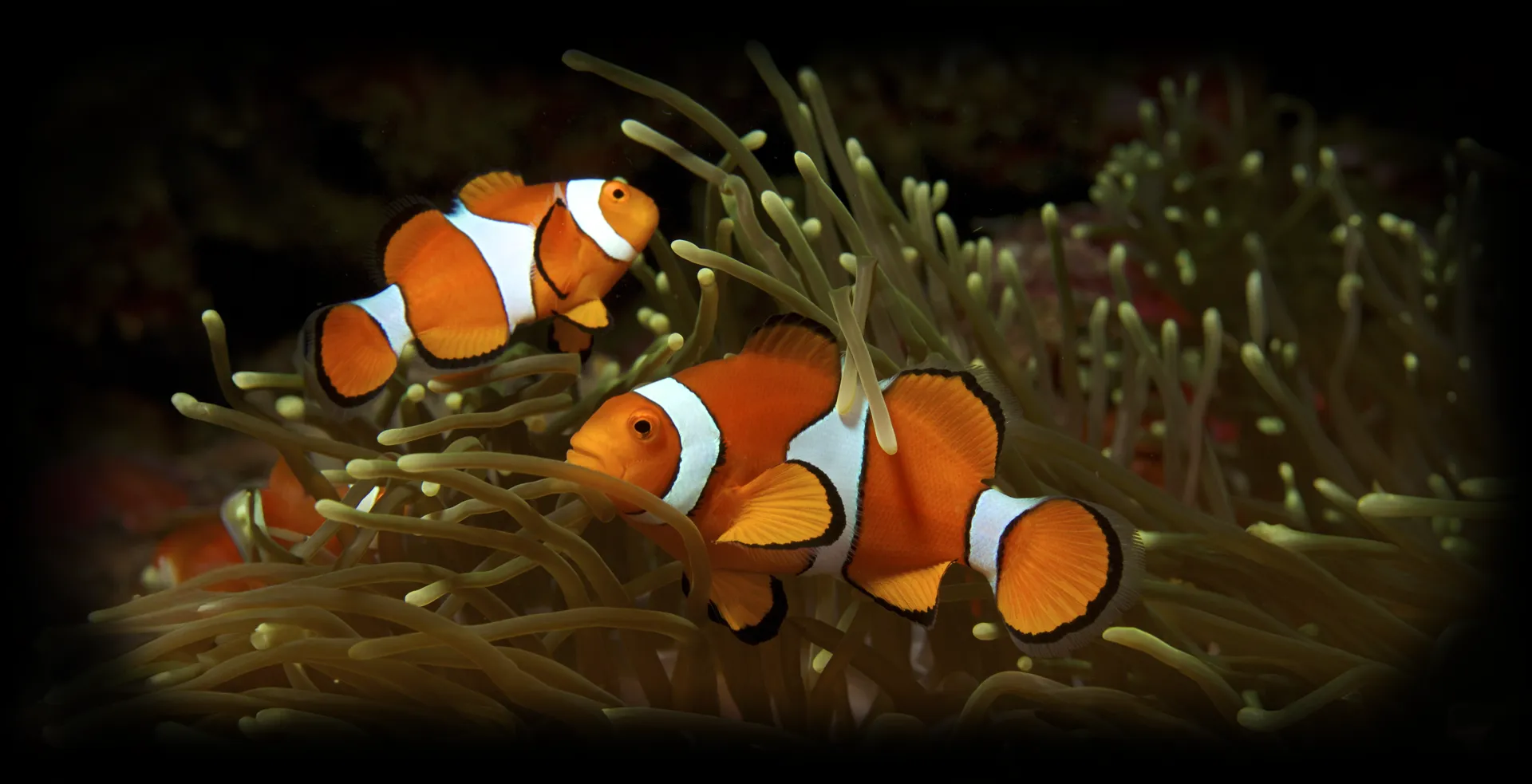 Imagem de fundo de Peixe-palhaço - Poytara